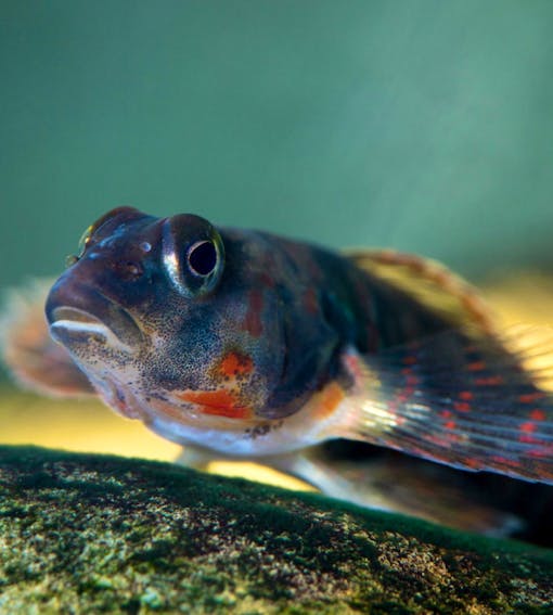 Close up of Candy Darter Fish 