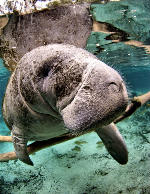 Close up of Florida Manatee underwater at Crystal River