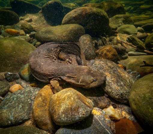 Hellbender on stream bed camouflaging with rocks