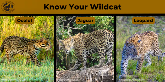 An Iconic Big Cat: Fun Facts About Jaguars | Defenders of Wildlife