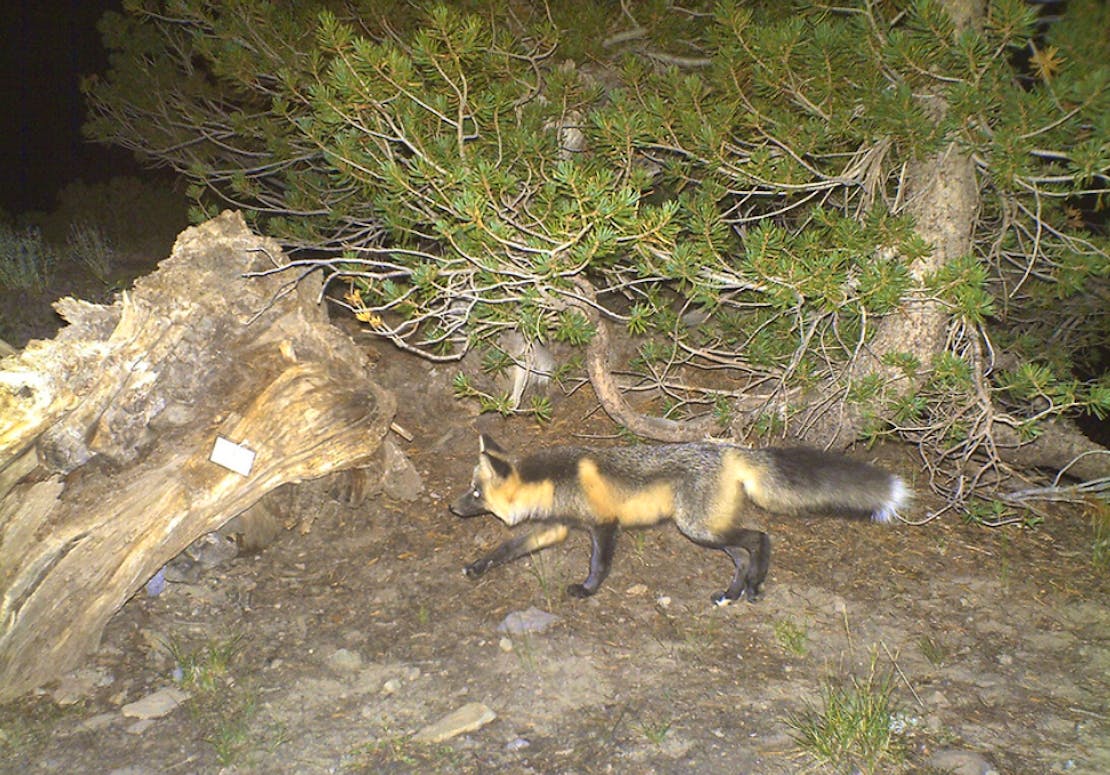 Sierra Nevada Red Fox on Stanislaus National Forest