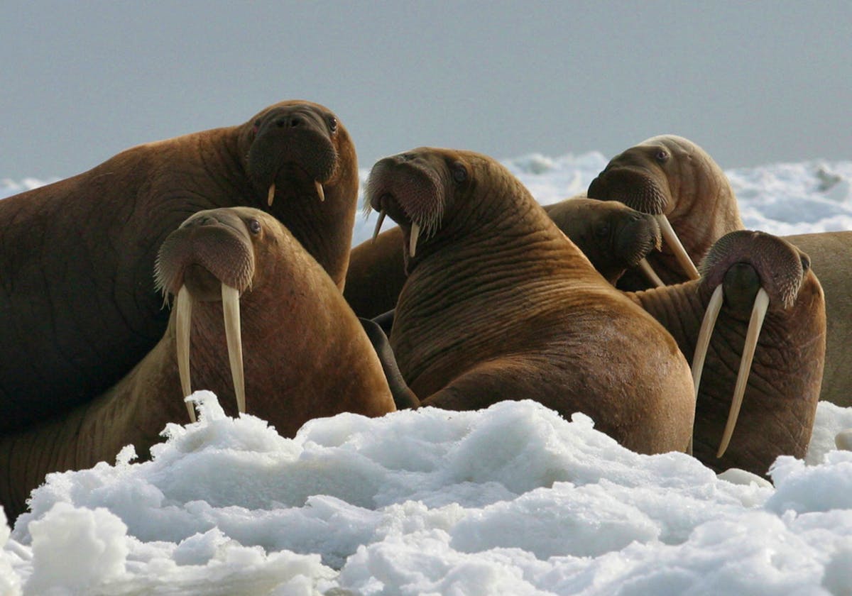 USFWS Walrus