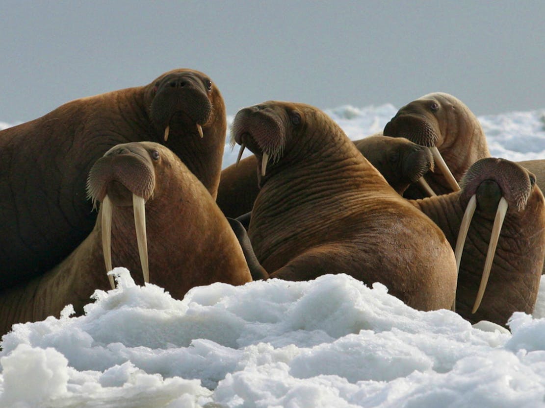 USFWS Walrus