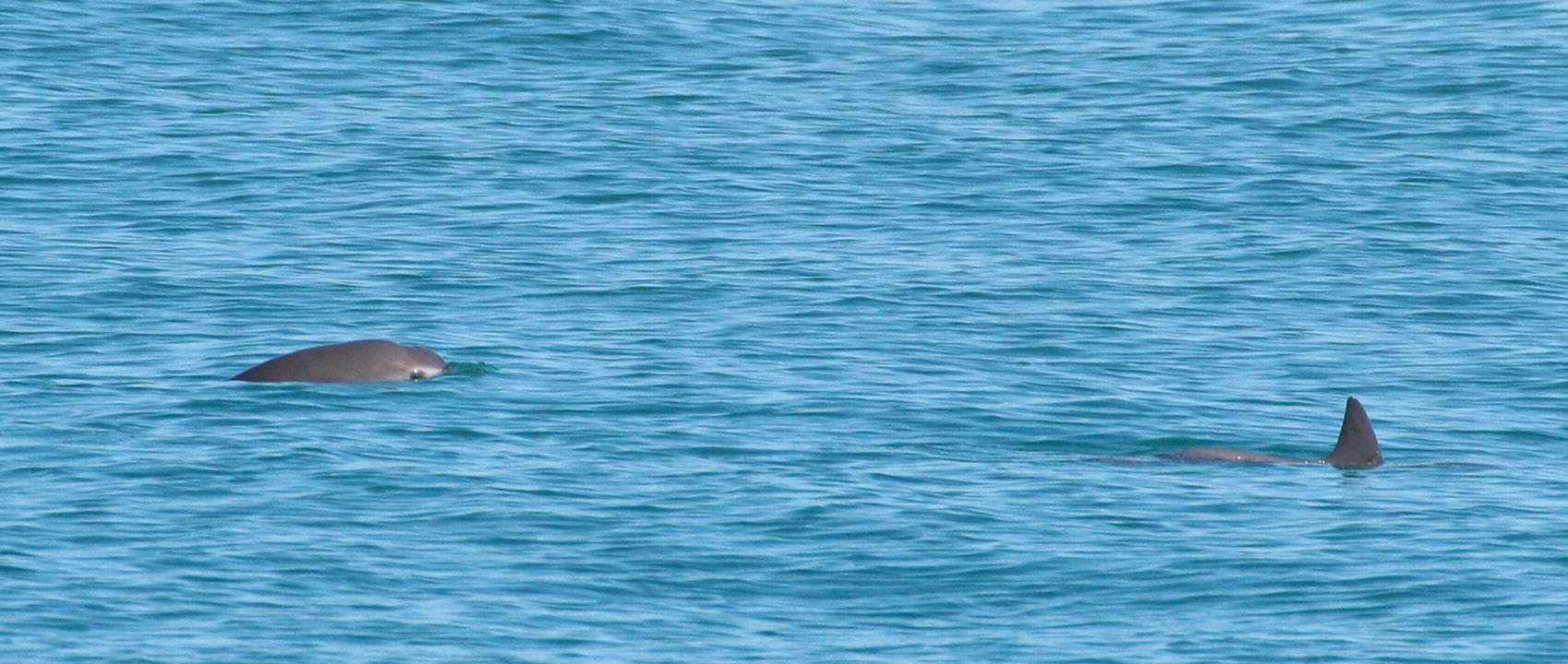 Two vaquitas swimming in the Gulf of California