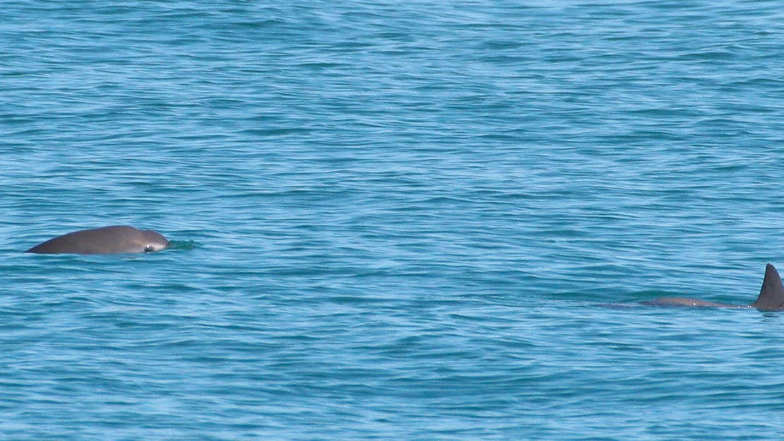 Two vaquitas swimming in the Gulf of California
