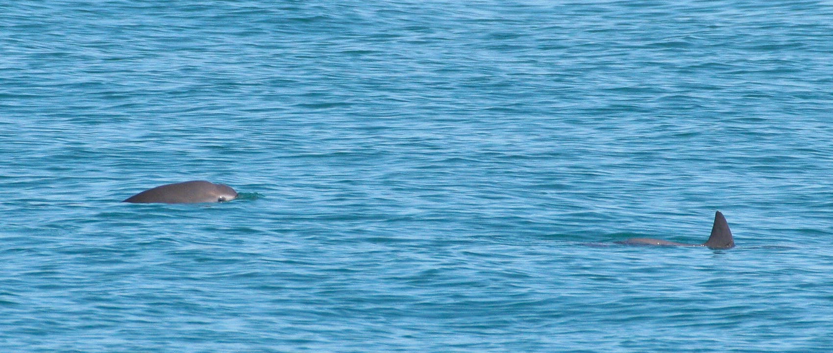 Two vaquitas swimming in the Gulf of California