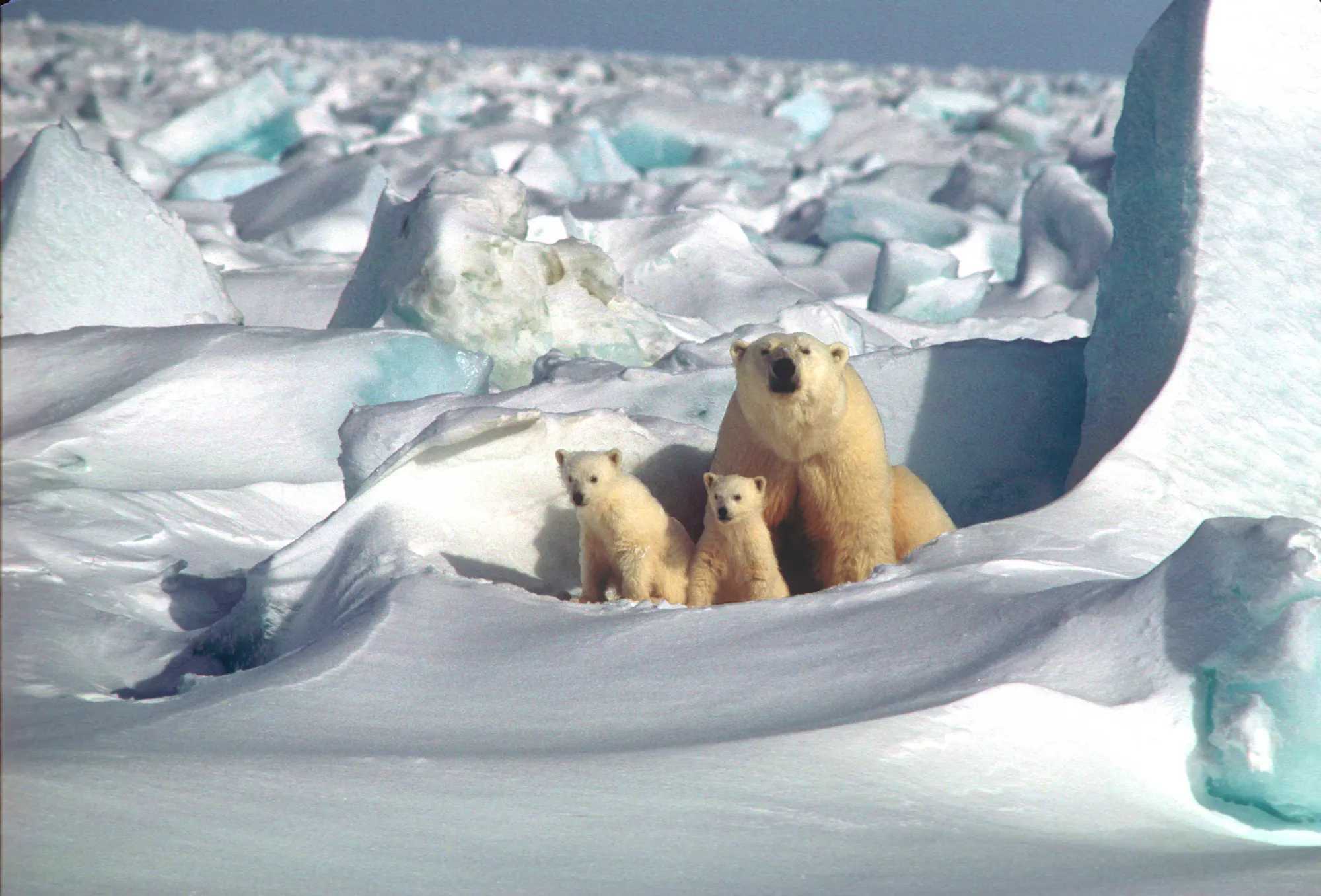 Polar Bears