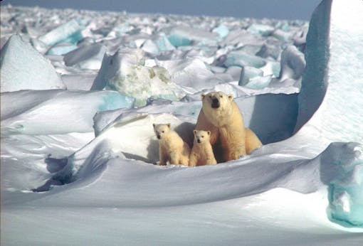 Polar Bears