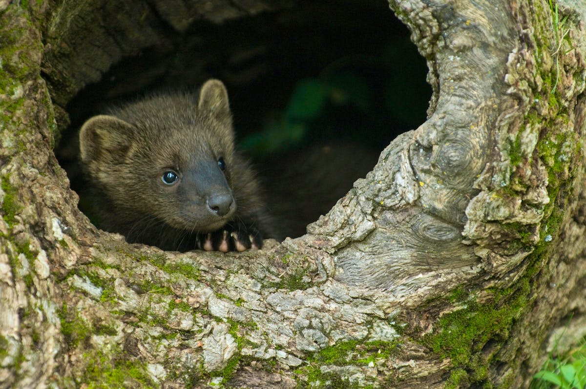 Young Fisher kit, Martes pennanti,  peeks from log, Montana, USA