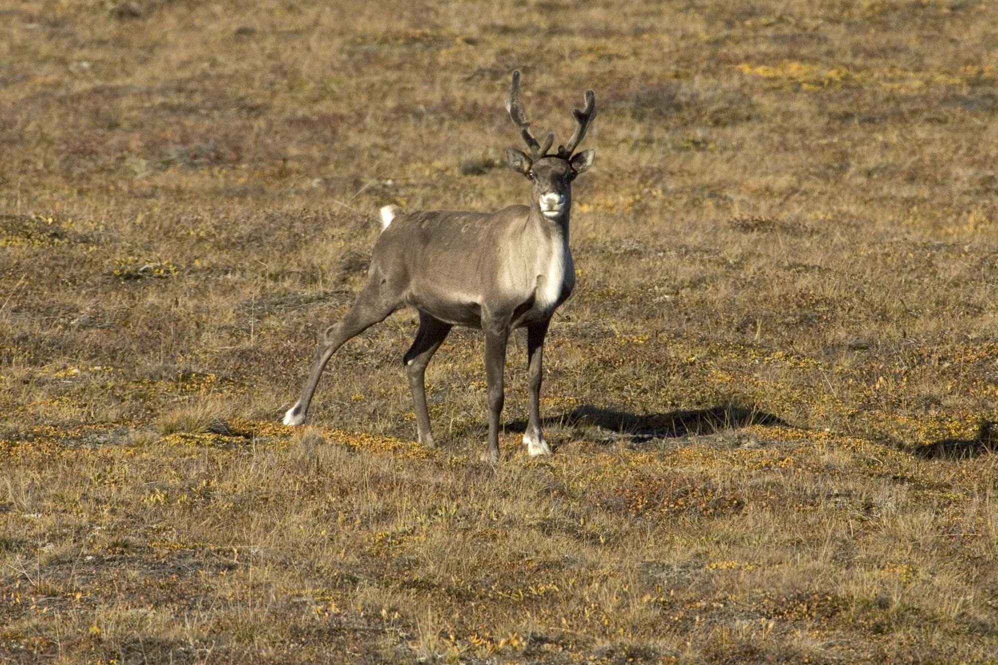 2006.09.02 - Porcupine Caribou - Arctic National Wildlife Refuge - Steve Hillebrand, USFWS.jpg