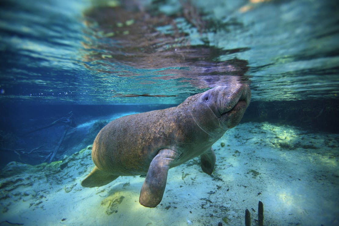 manatee