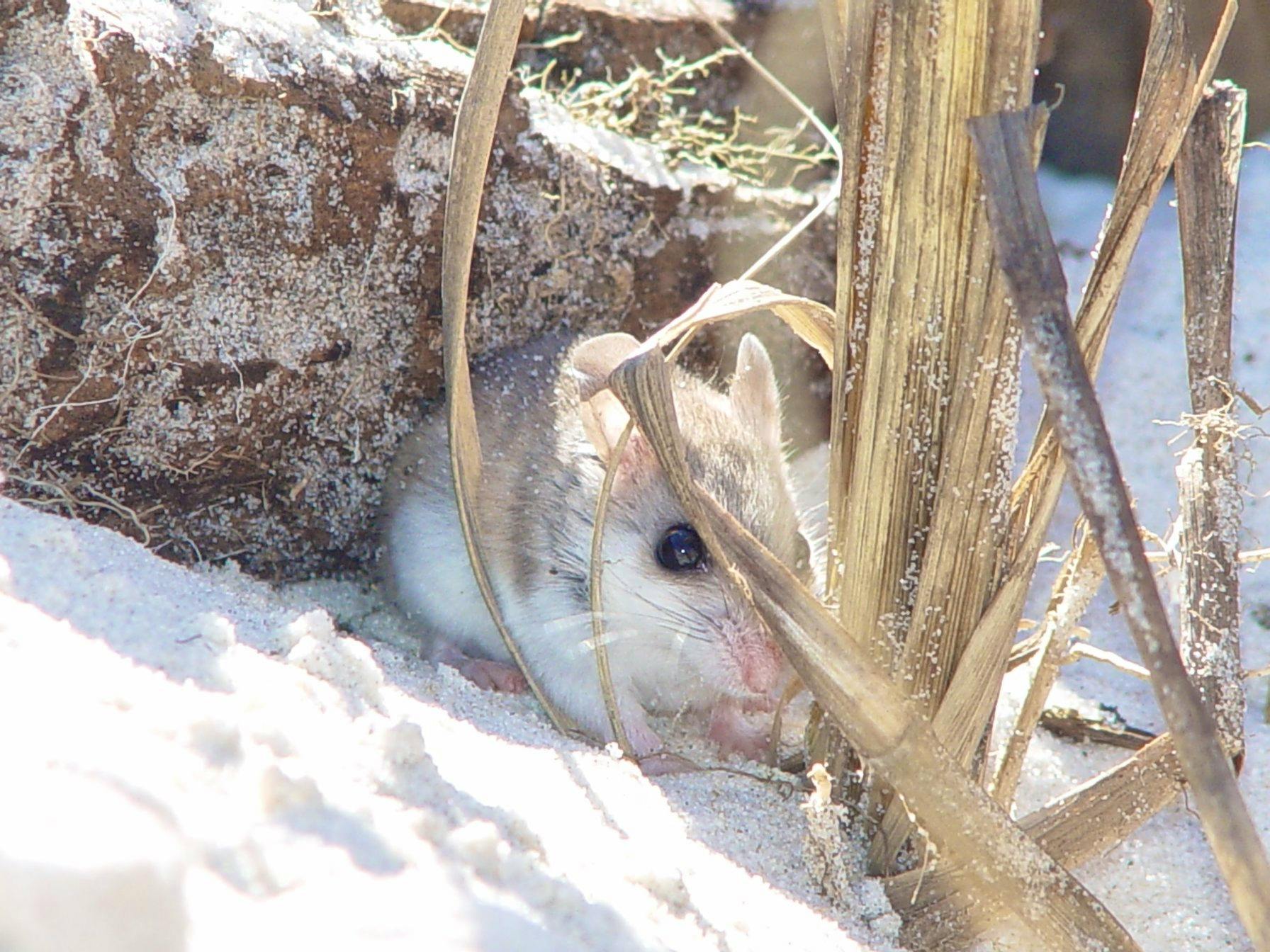 Endangered Alabama Beach Mouse peeking out behind plant 