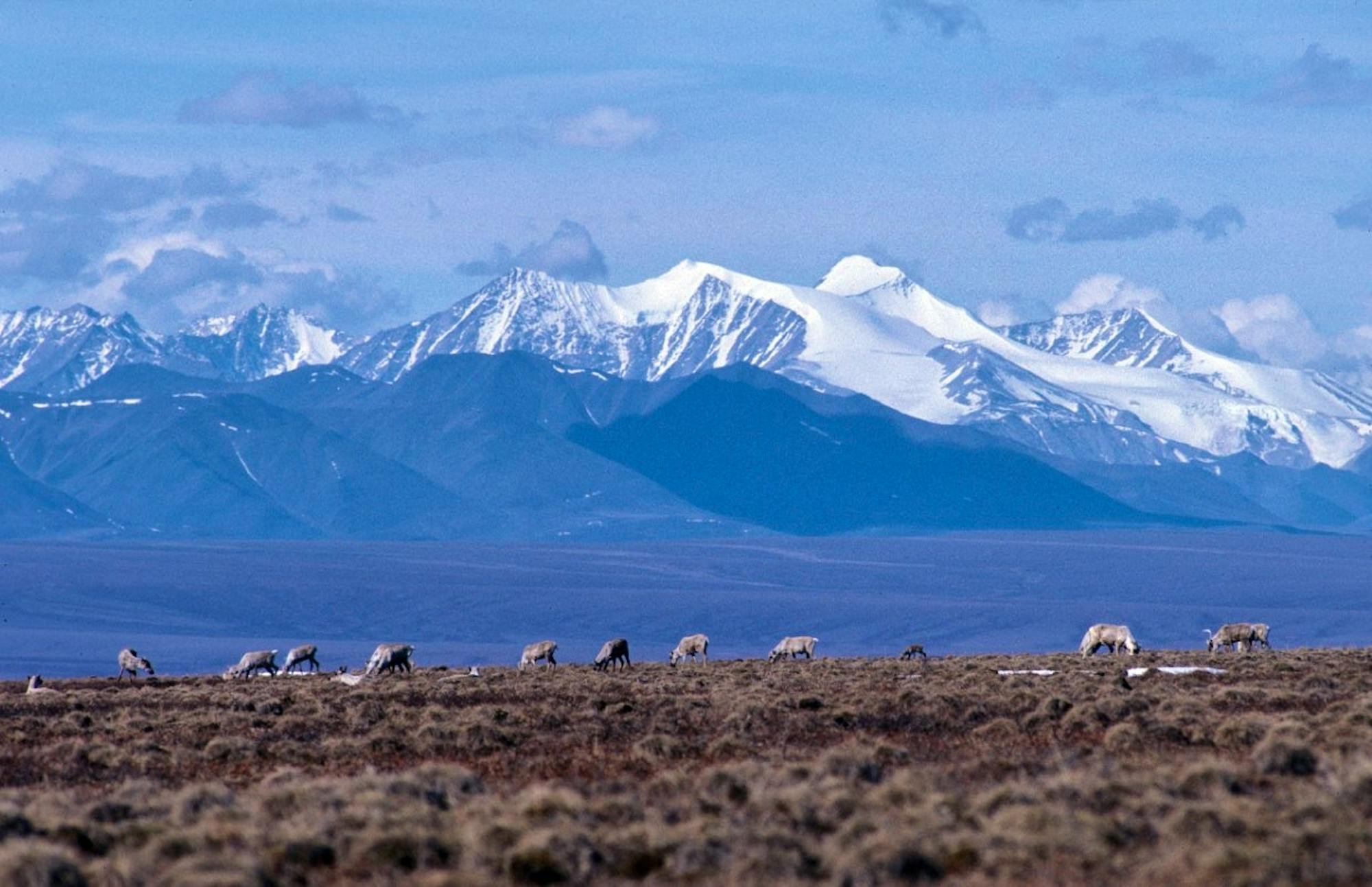 2010.10.28 - Caribou Grazing in Front of Mountains - Alaska - Colin Arisman.jpg