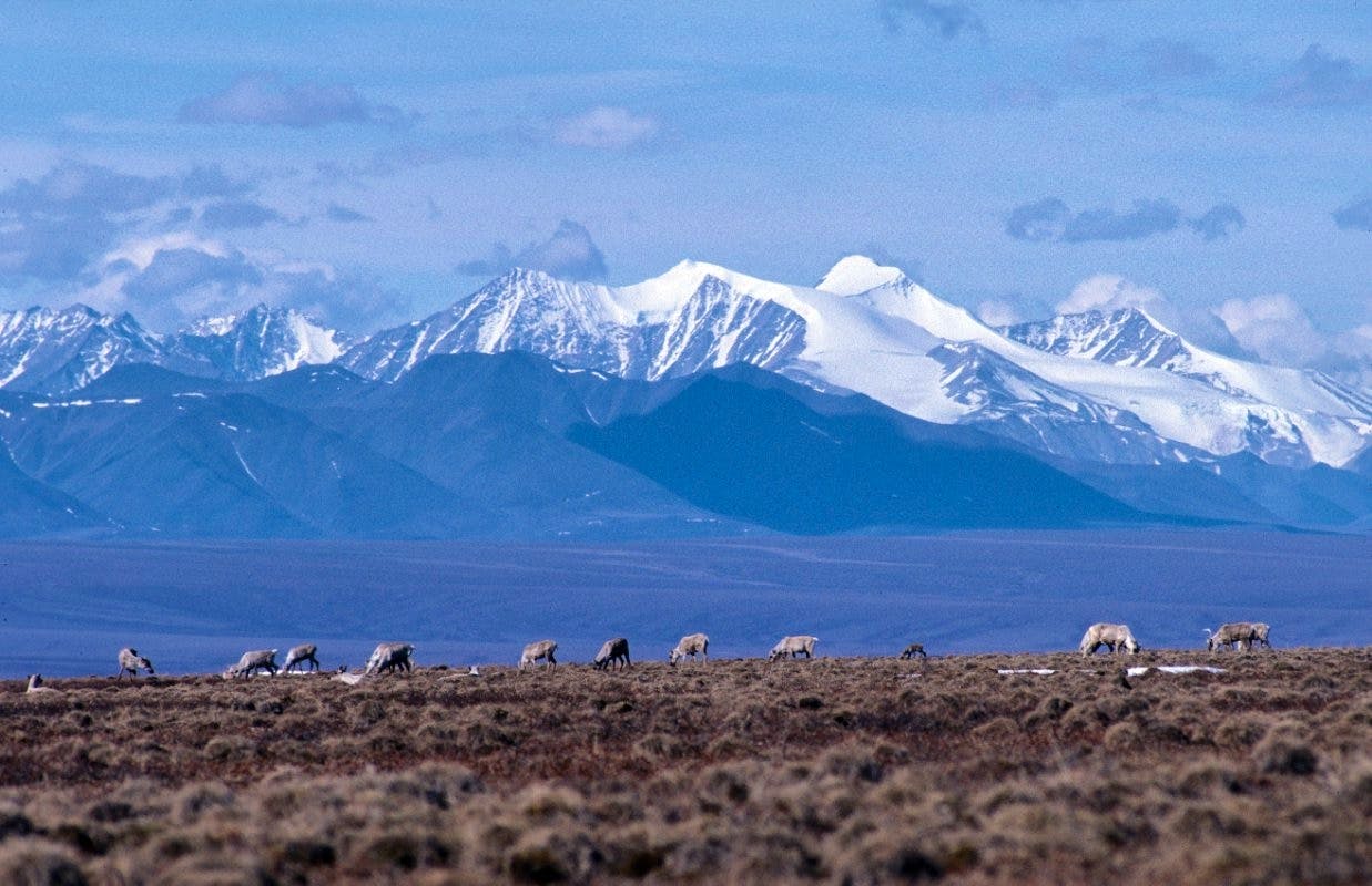 2010.10.28 - Caribou Grazing in Front of Mountains - Alaska - Colin Arisman.jpg
