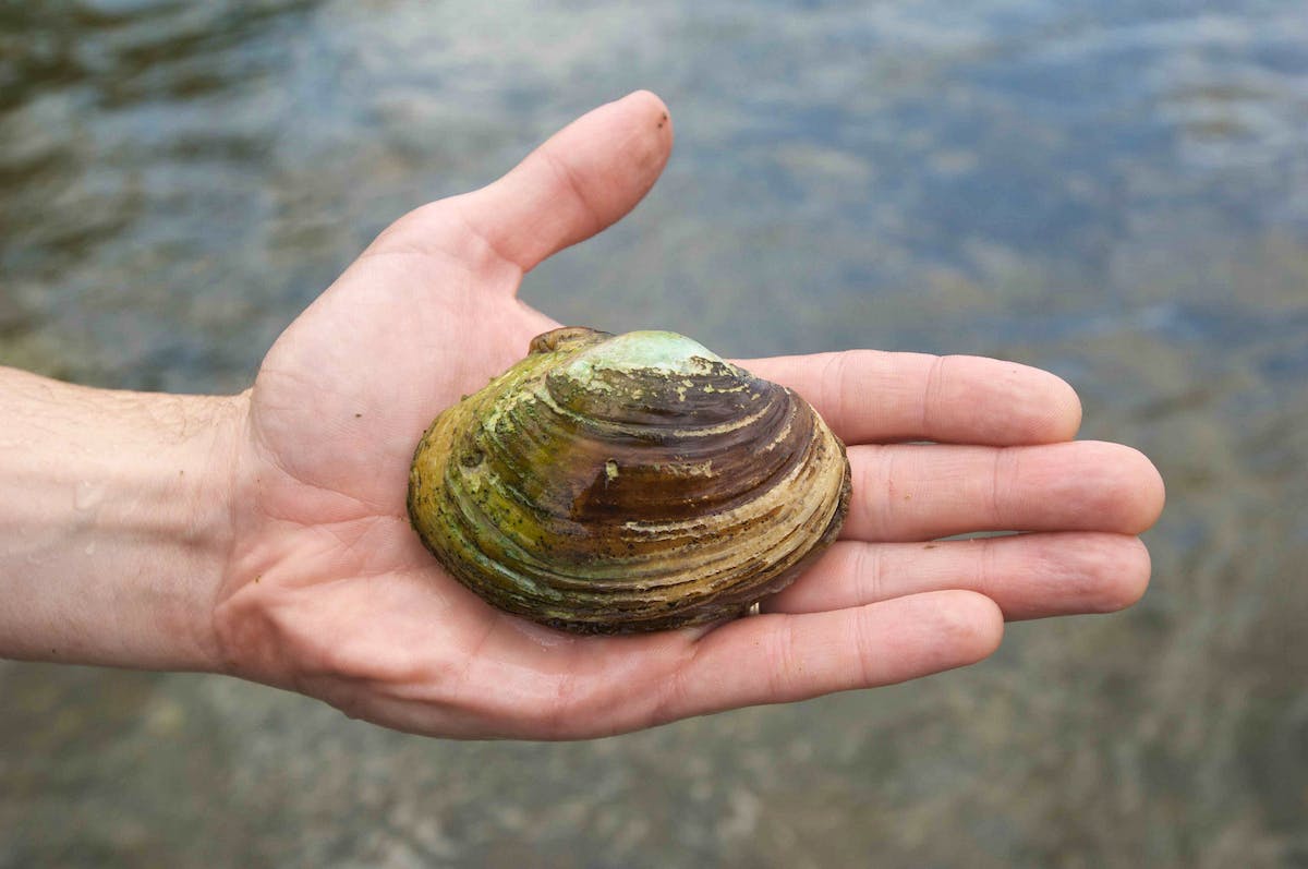 Freshwater Mussel in person's hand for size reference