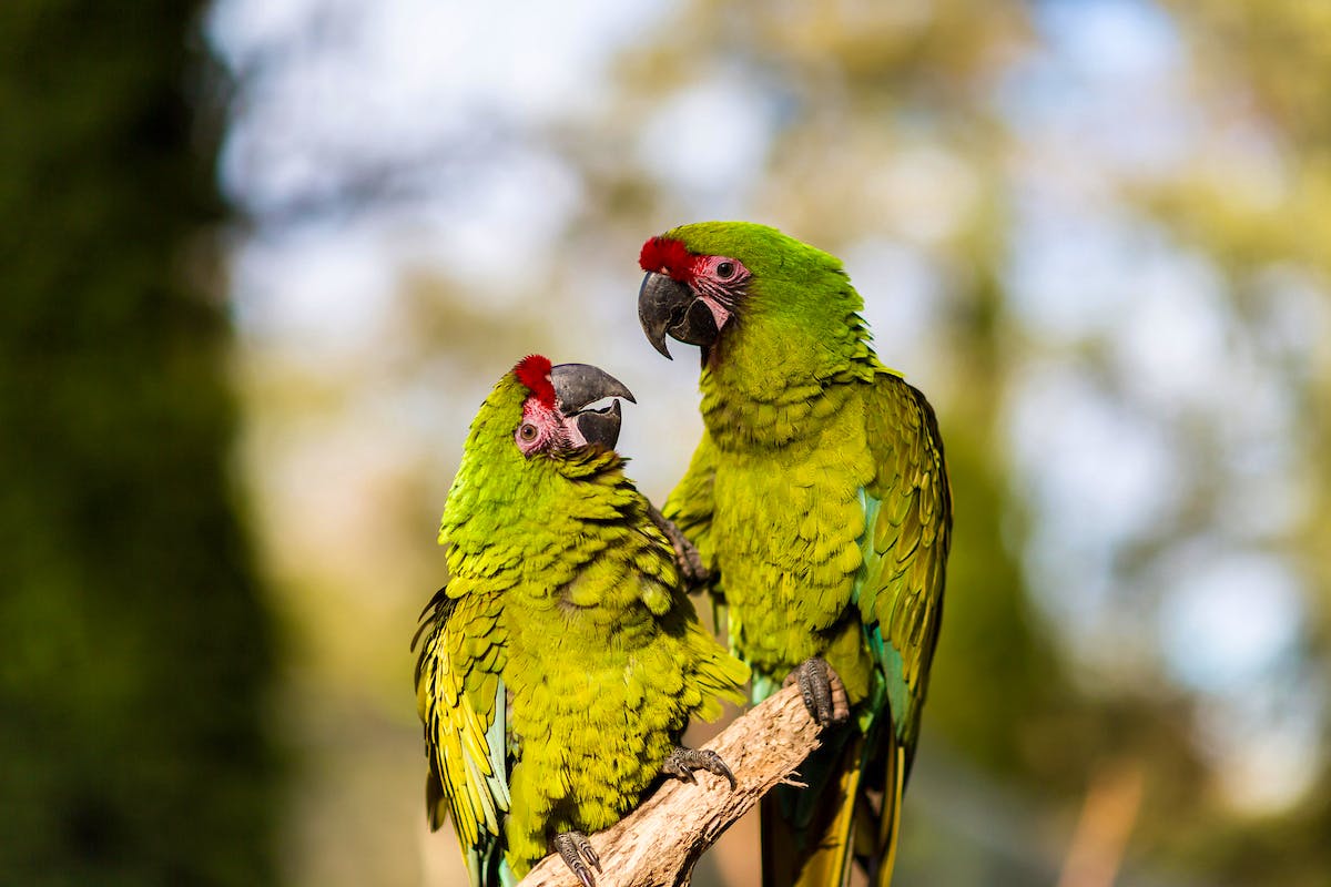 Two Military Macaws perched on branch.