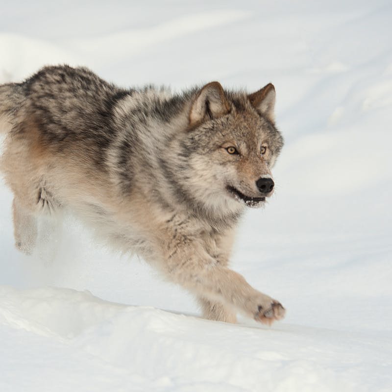 gray wolf