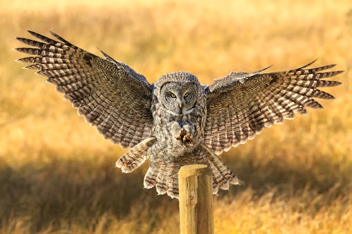 gray owl