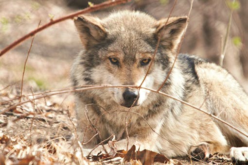  Mexican Gray Wolf