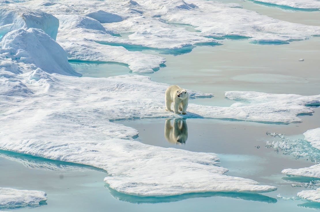 24 Wins of 2024, Part 3: Protecting Wildlife One Species at a Time ...