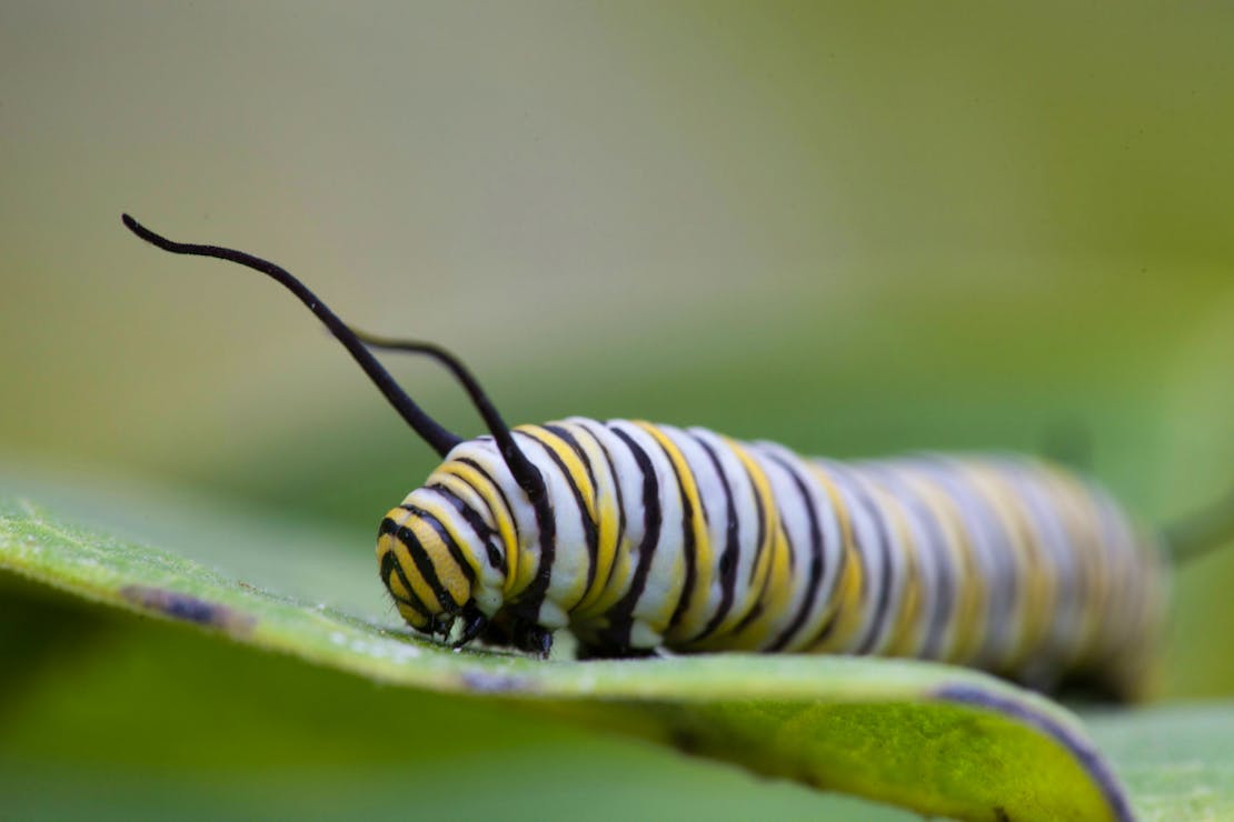 Monarch Butterfly