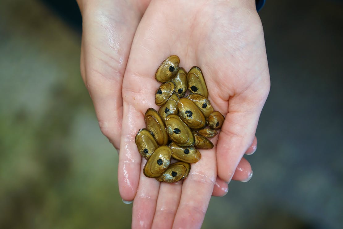  Appalachian elktoe mussel