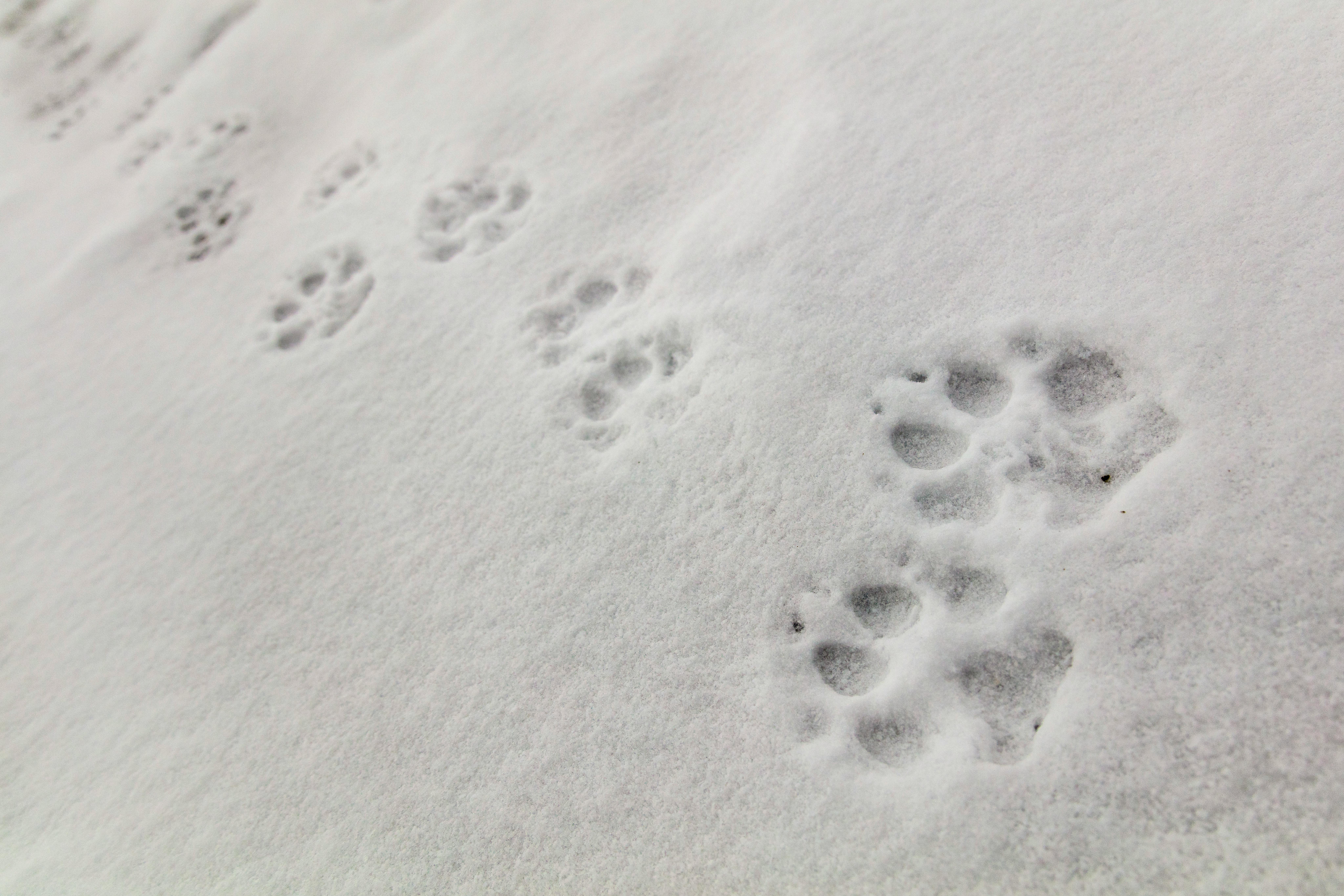 Wolf tracks in snow