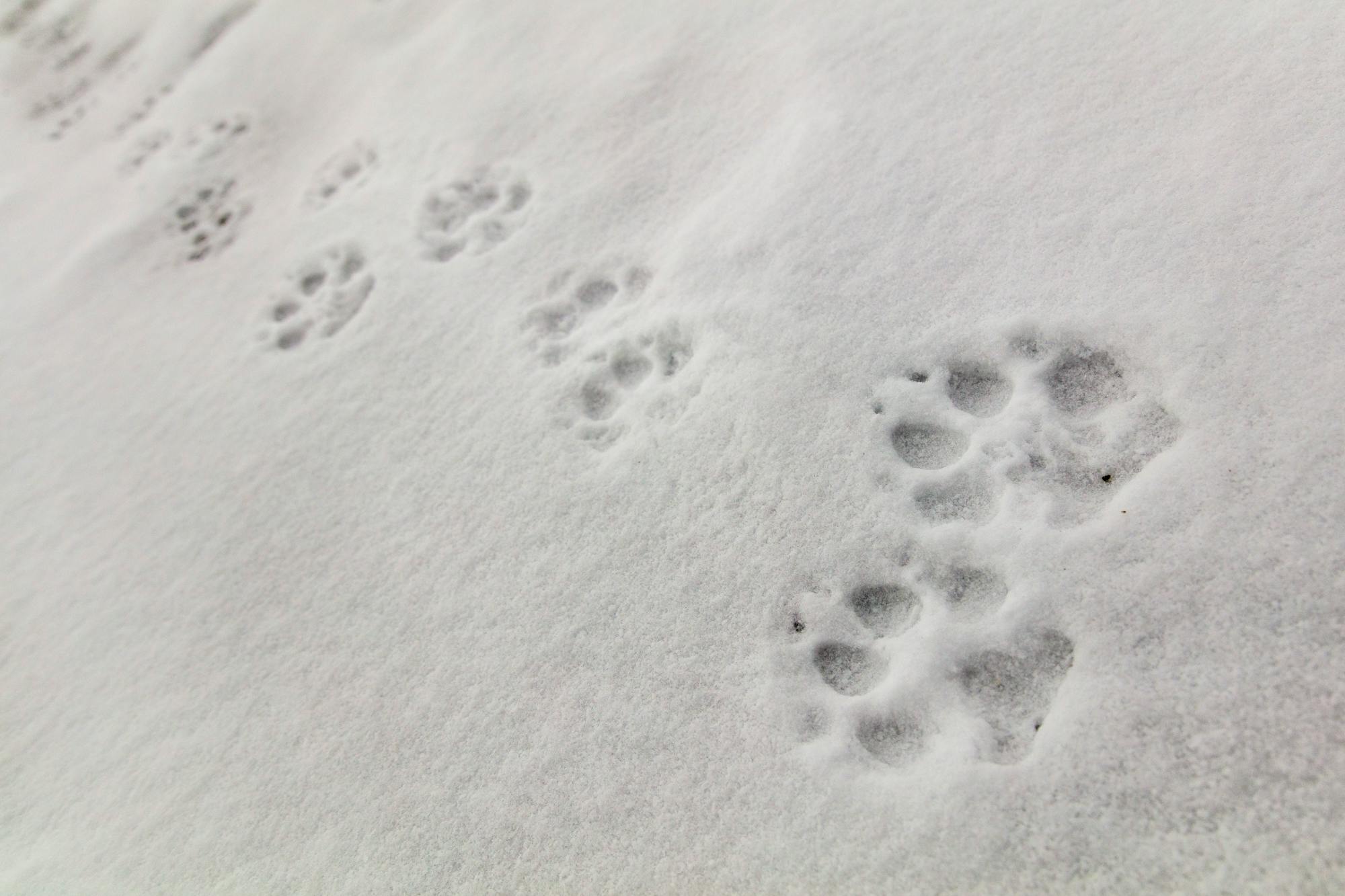 Wolf tracks in snow