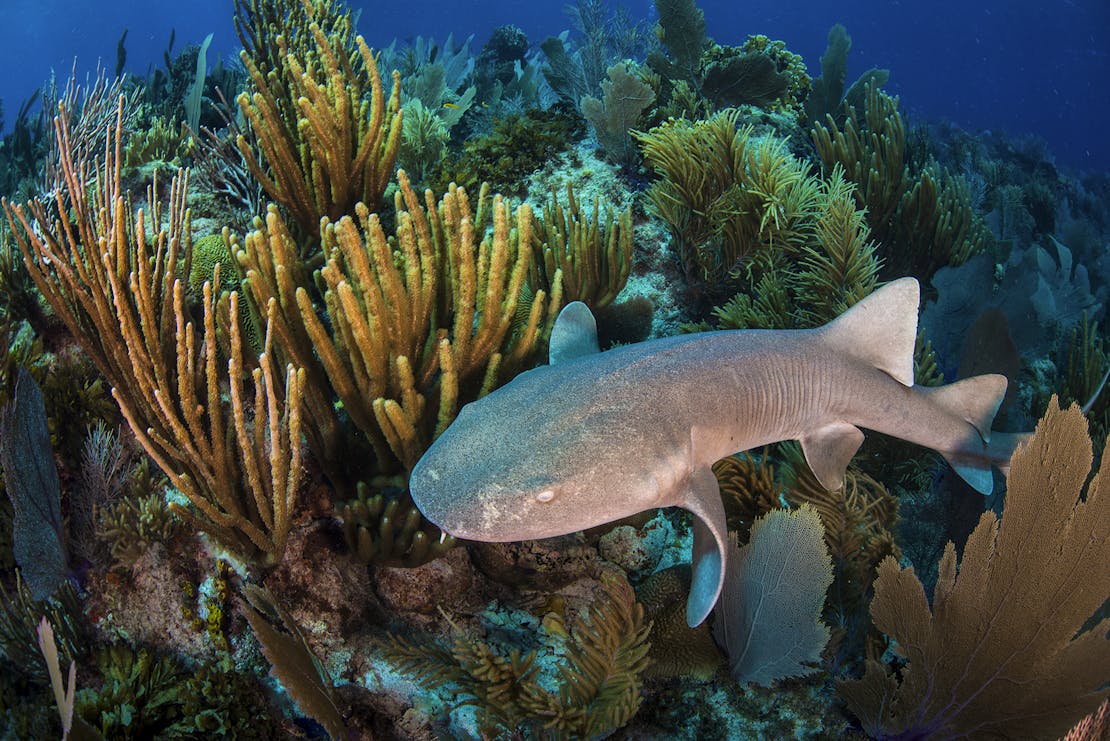 gulf of mexico