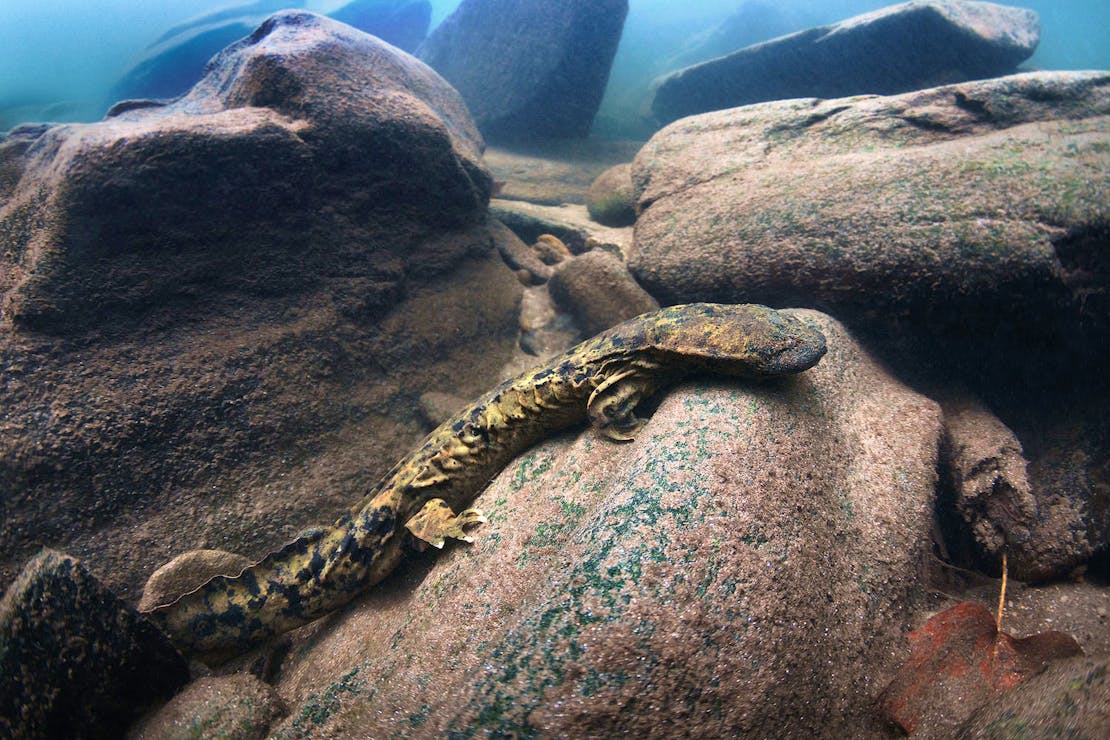 Eastern Hellbender Profile Facing Right on Rock