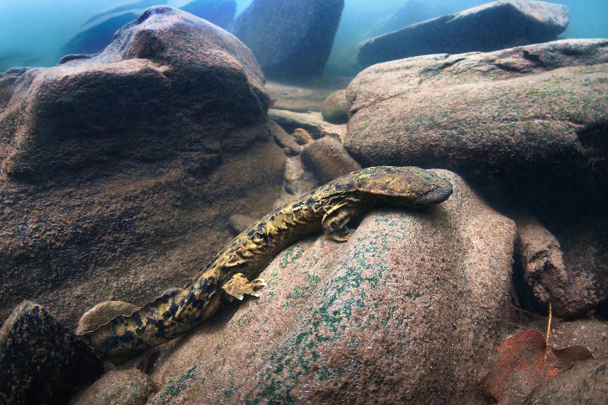 Eastern Hellbender Profile Facing Right on Rock