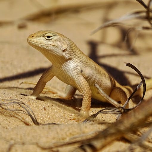 dunes sagebrush lizard