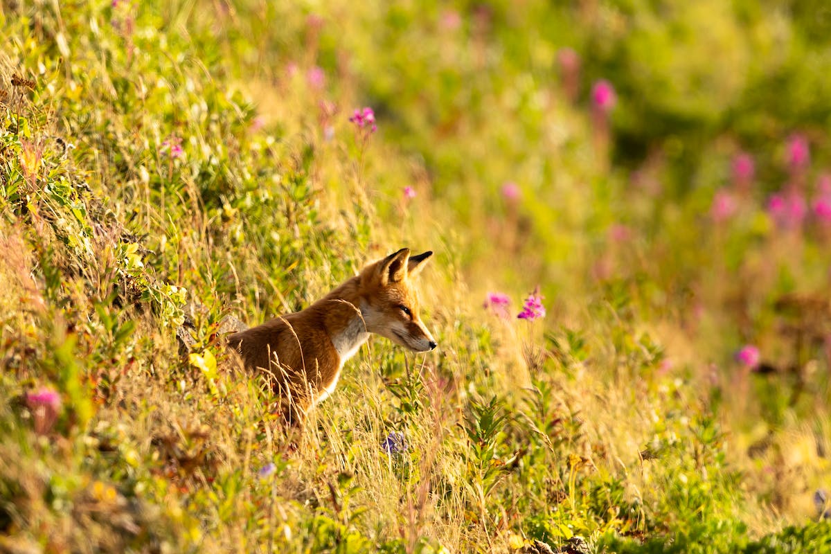 A red fox (Vulpes vulpes) prowls the edges of Izembek Lagoon.