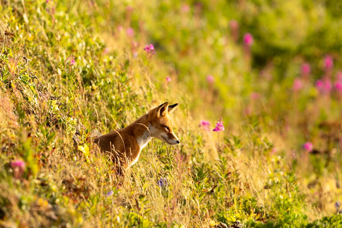 A red fox (Vulpes vulpes) prowls the edges of Izembek Lagoon.