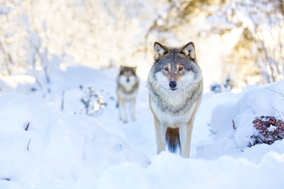 Gray Wolf Pack in the Snow