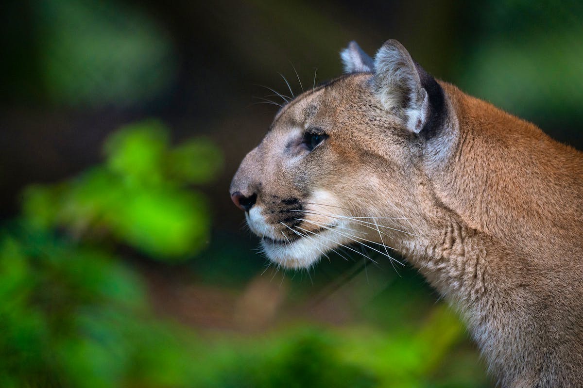 Florida Panther side profile 