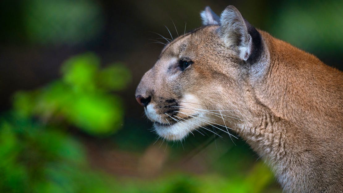Florida Panther side profile