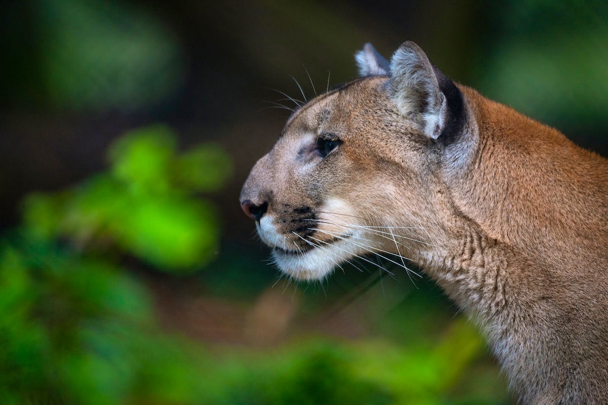 Florida Panther side profile 