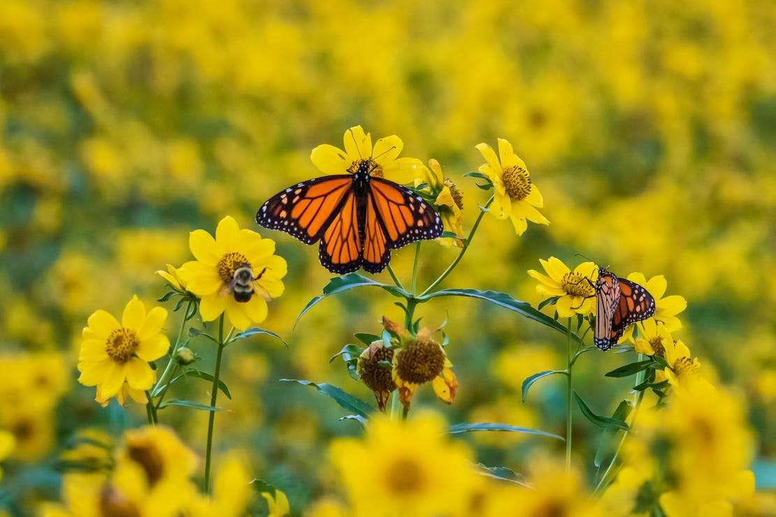 Monarch Butterfly