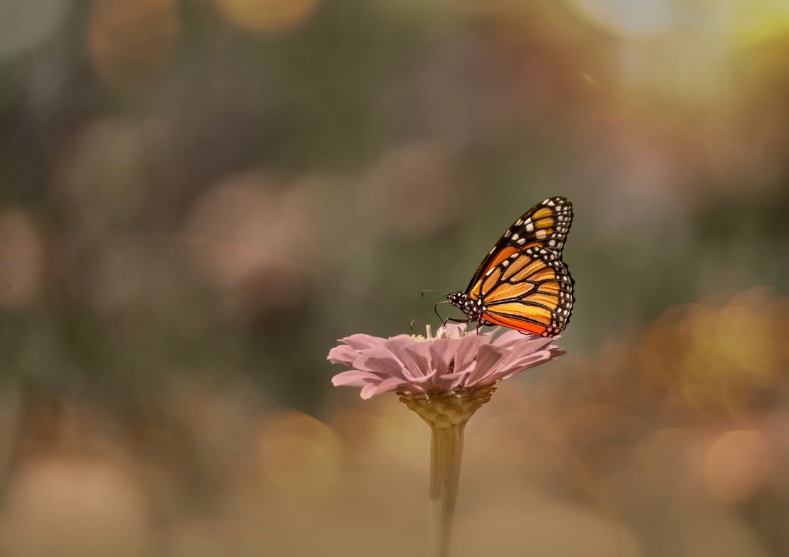 Monarch Butterfly