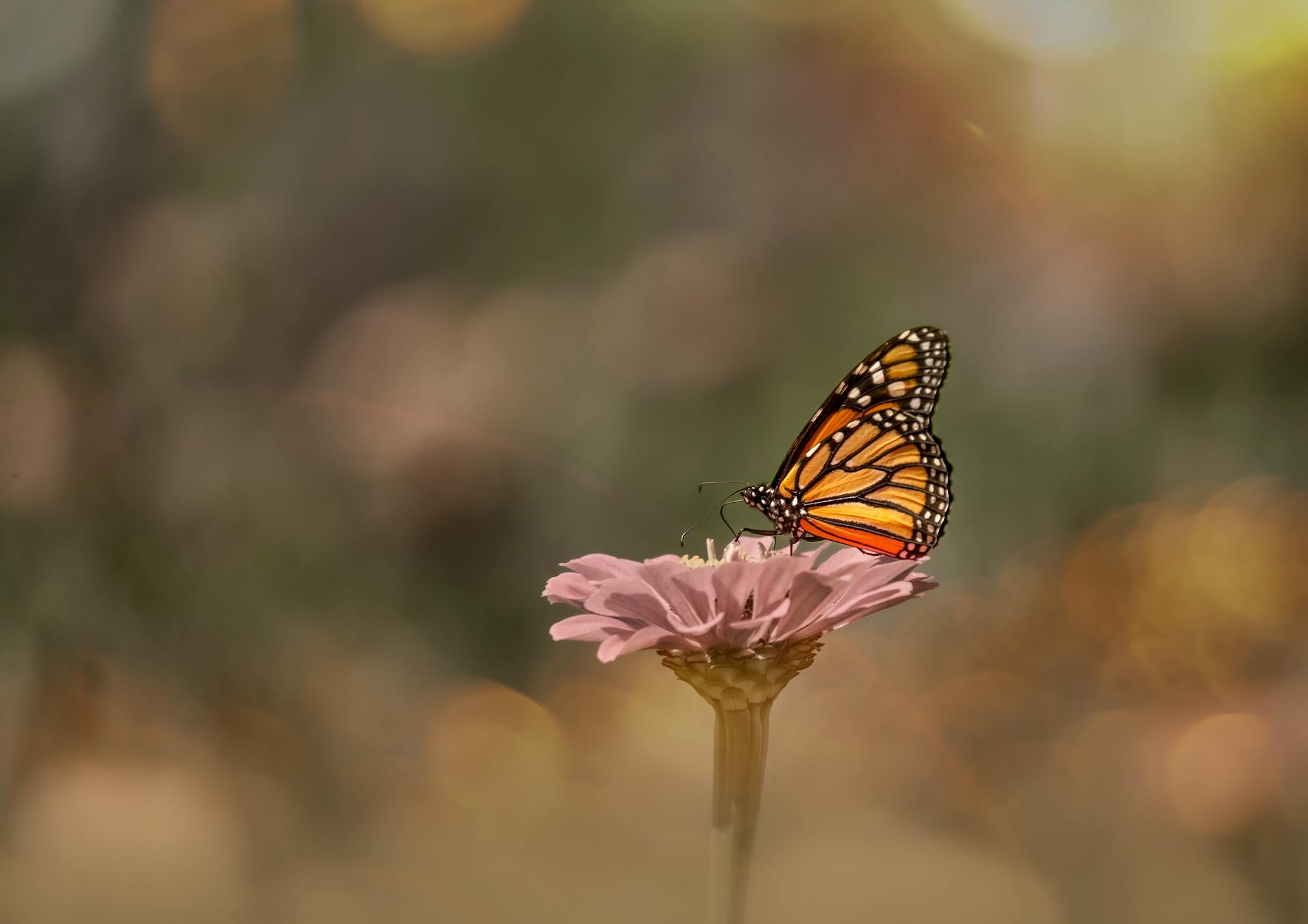 Monarch Butterfly