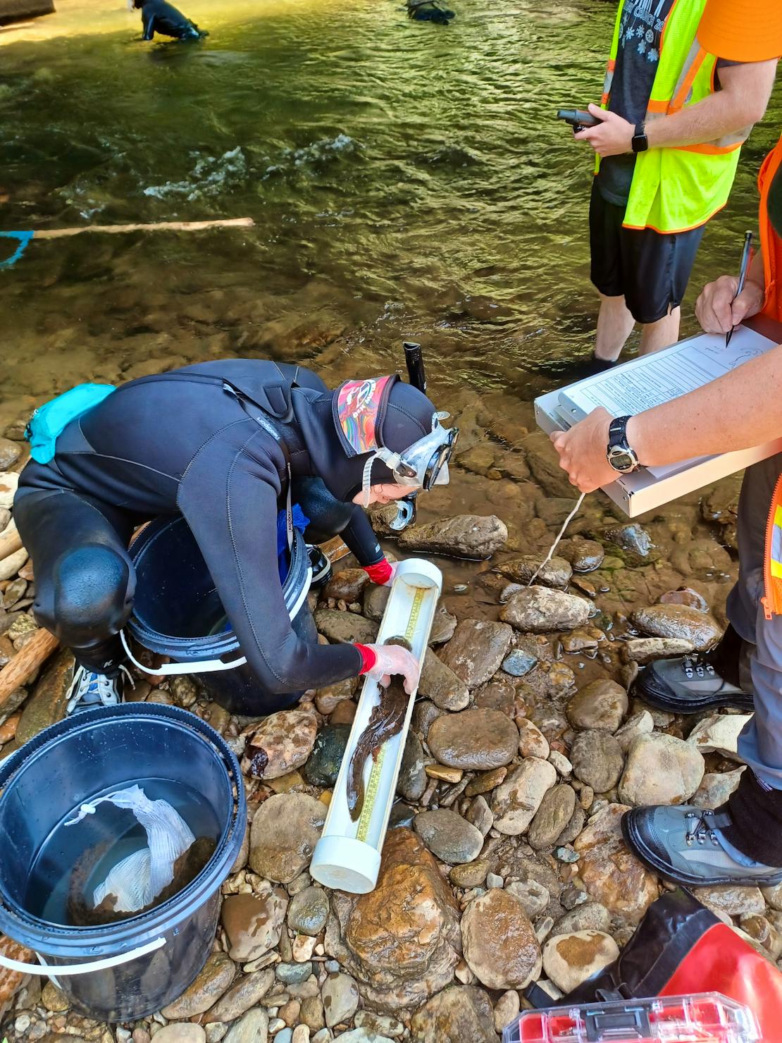 Hellbender being measured and processed