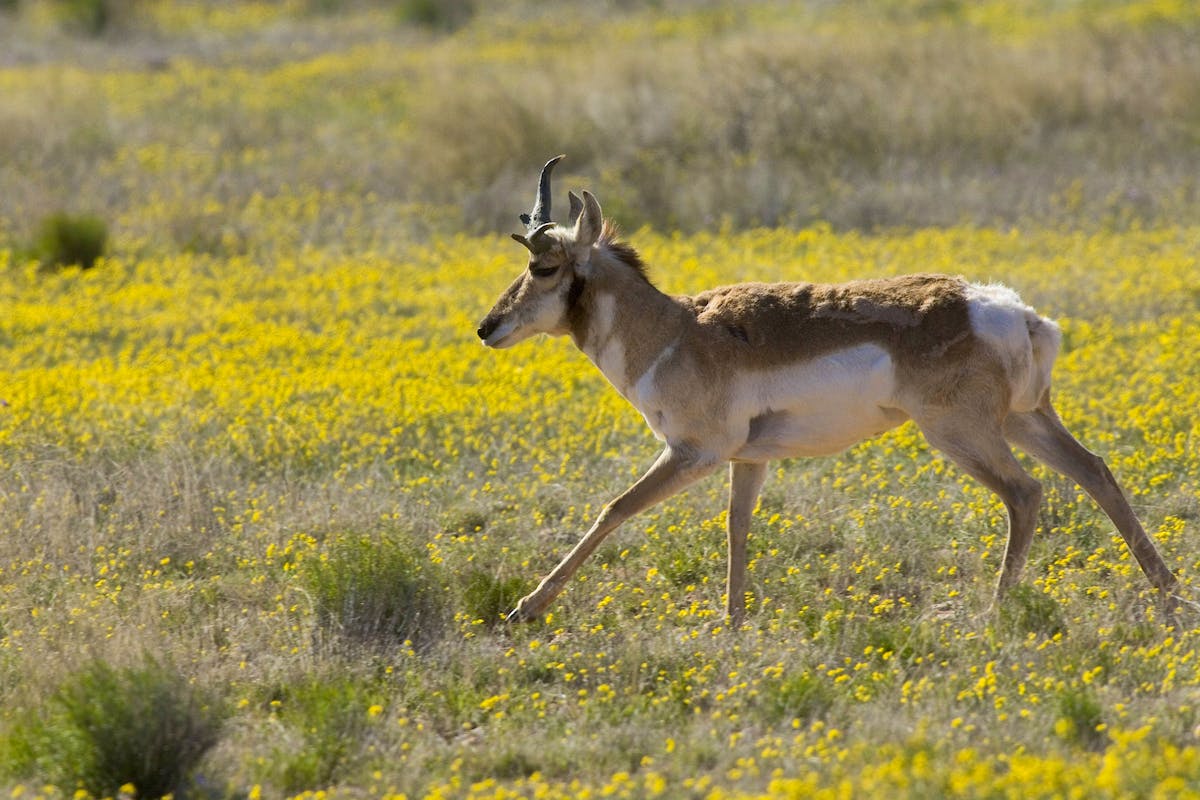 Sonoran Pronghorn running in field with yellow flowers