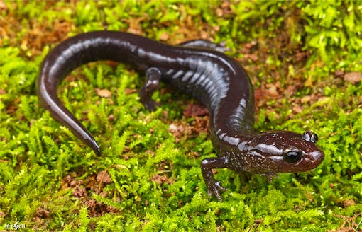 Plethodon_elongatus