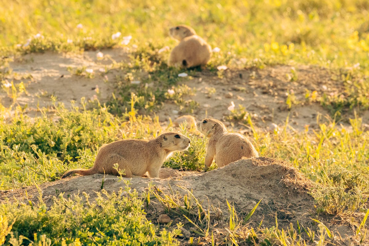 Prairie dogs in grass