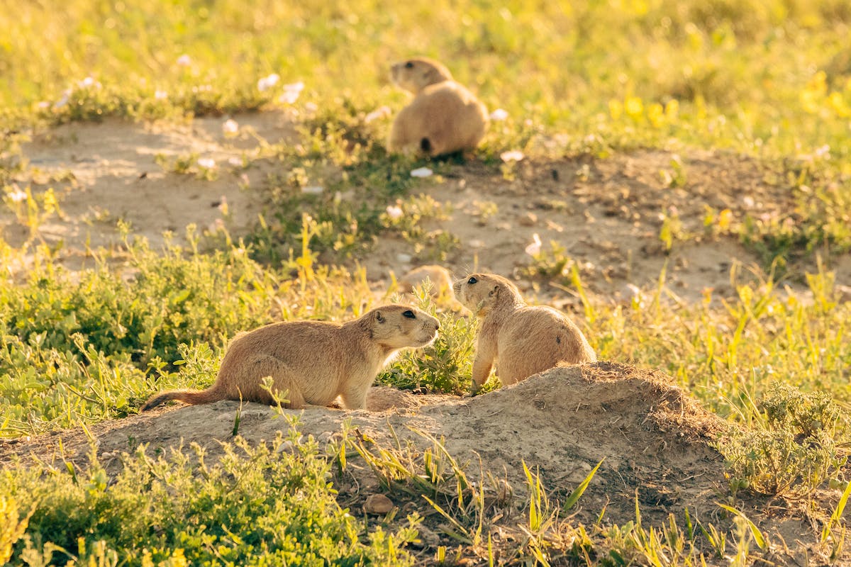 Prairie dogs in grass