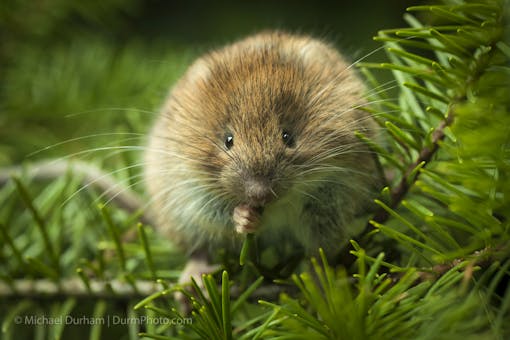 Red Tree Vole