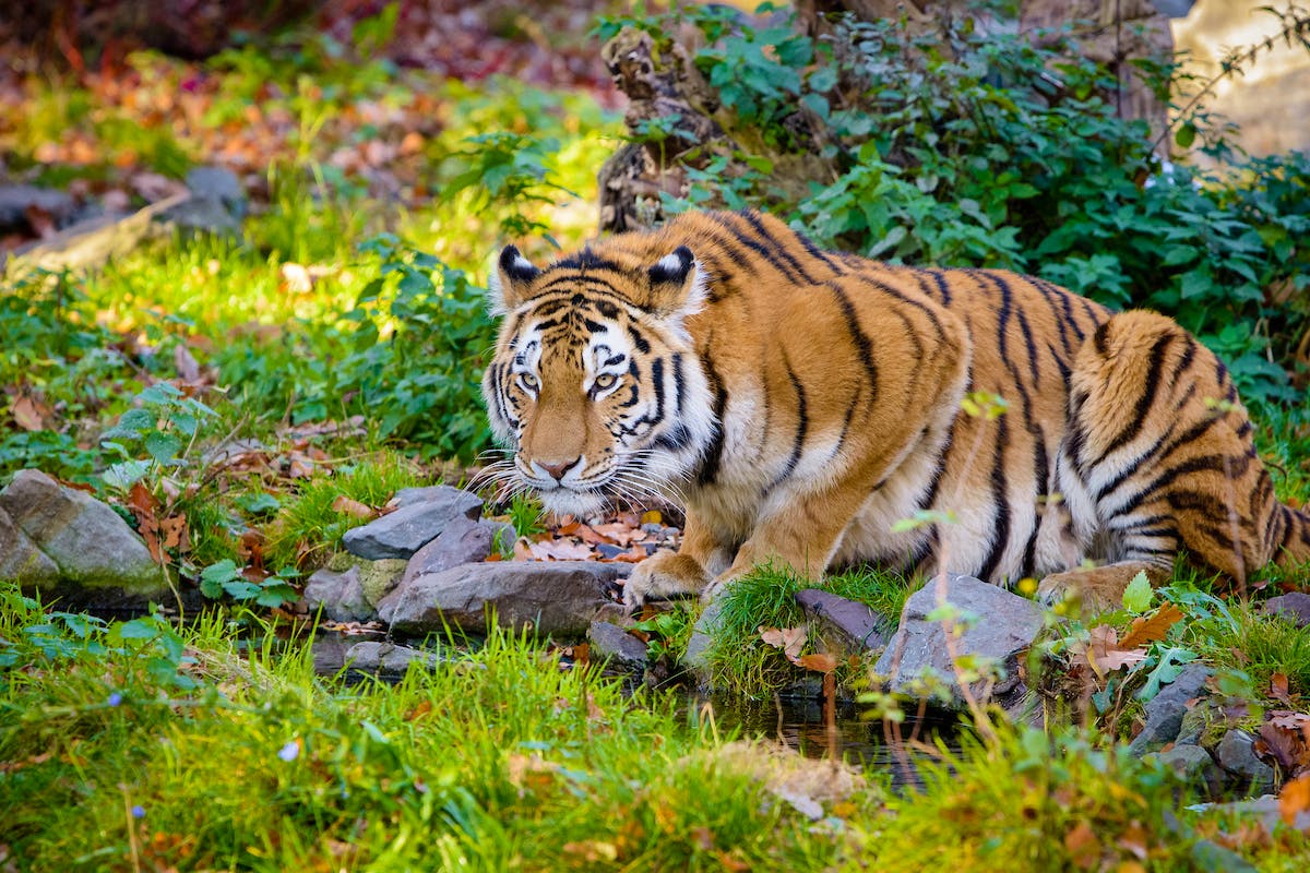 Tiger crouching down in grass