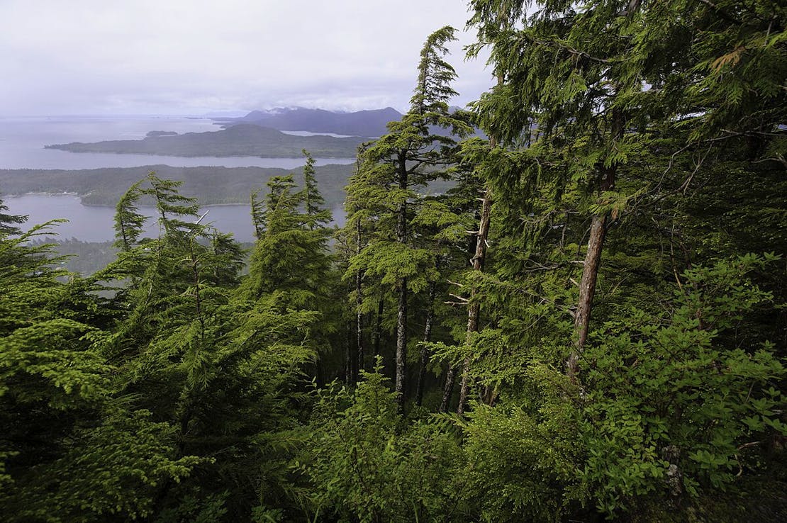 Sitka Spruce in Tongas