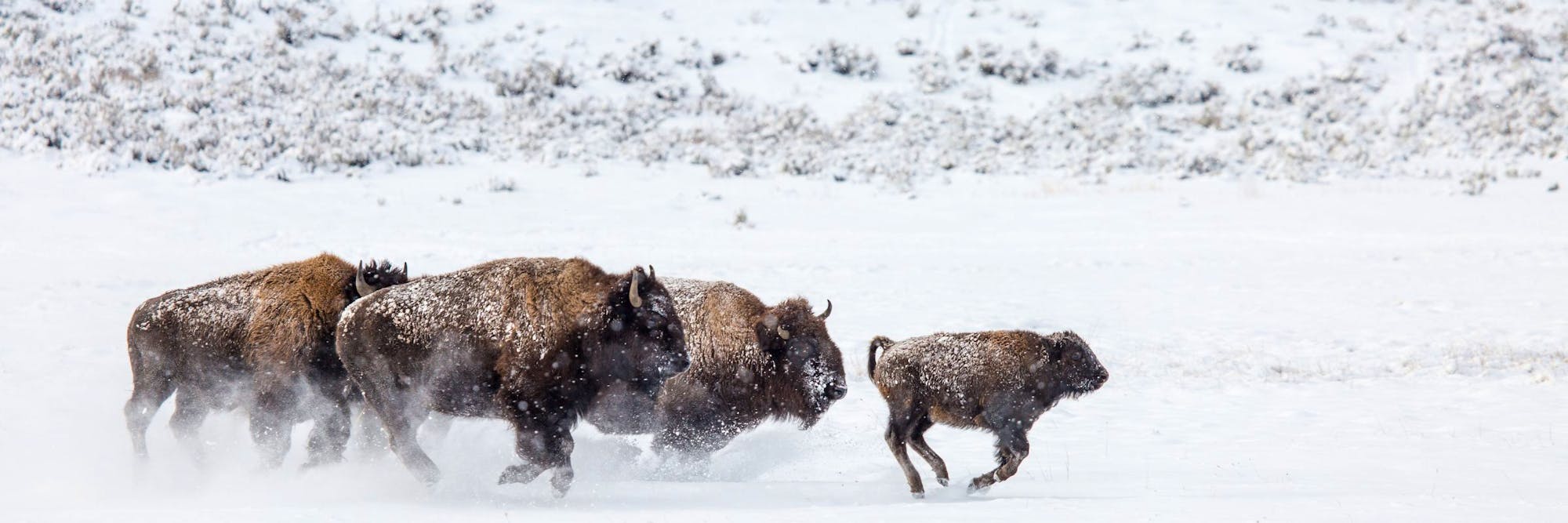 bison in snow